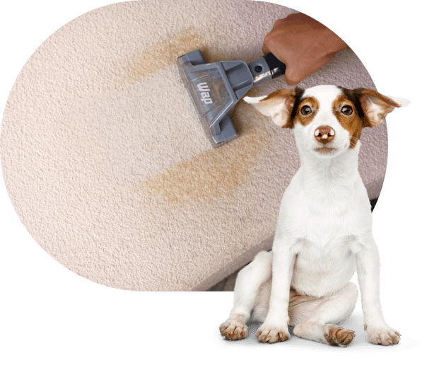 Limpeza de estofado para uma casa com animais de estimação